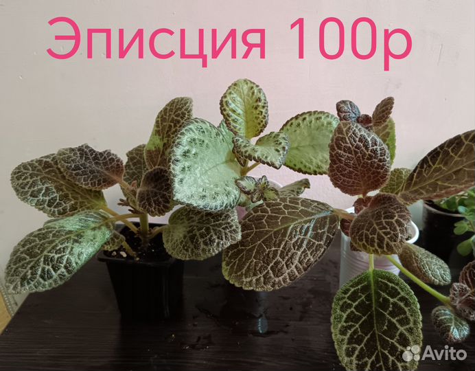 Сциндапсус