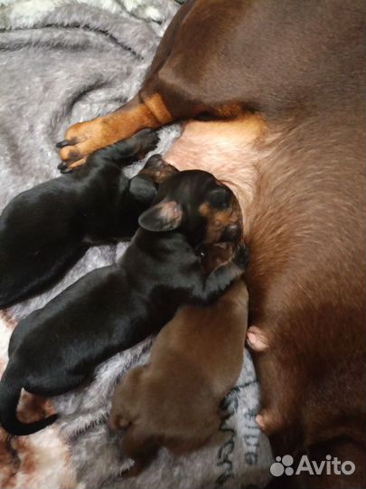 Кроличья такса