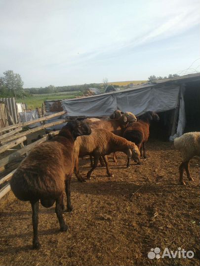 Бараны гиссарские на племя