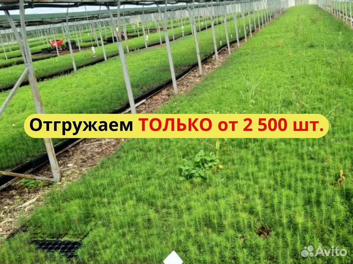 Сеянцы сосны обыкновенной зкс от производителя