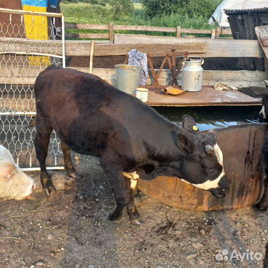 Корова стельная, тёлка, телята на доращивание