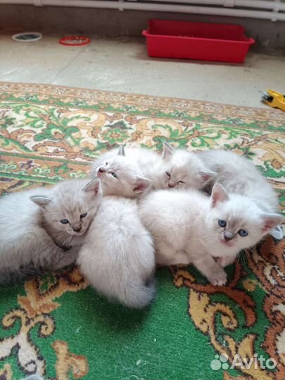 Котята