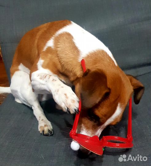 Джек рассел терьер (девочка). Бесплатно