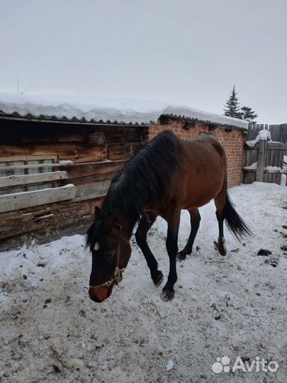 Купля продажа лошадей