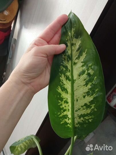 Диффенбахия