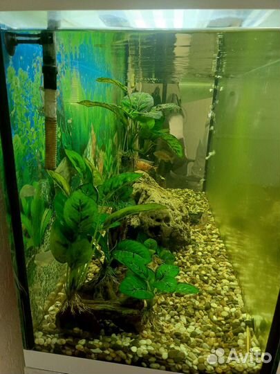 Аквариум с рыбками цихлидами на 250 литров