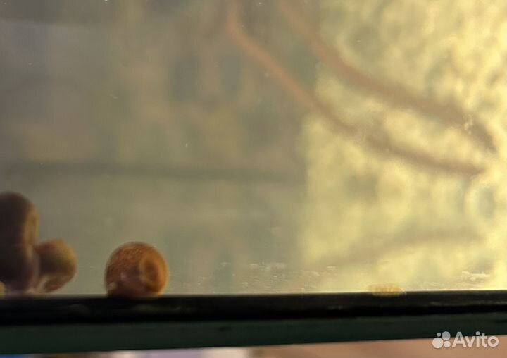 Улитка аквариумная