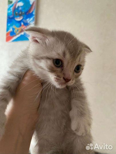 Британская вислоухая кошка