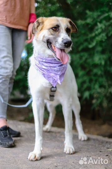 Скарлет ищет семью