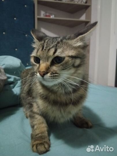 Отдам бесплатно кошку