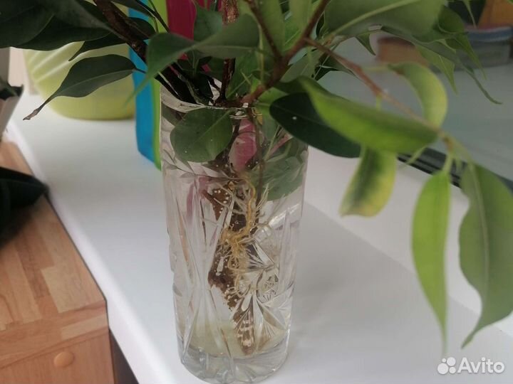 Фикус бенджамина