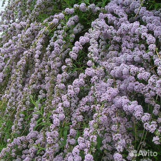 Буддлея очереднолистная, Alternifolia (семена)