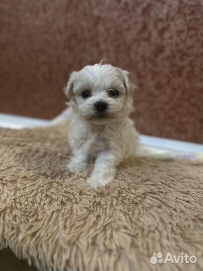 Мальтийская болонка