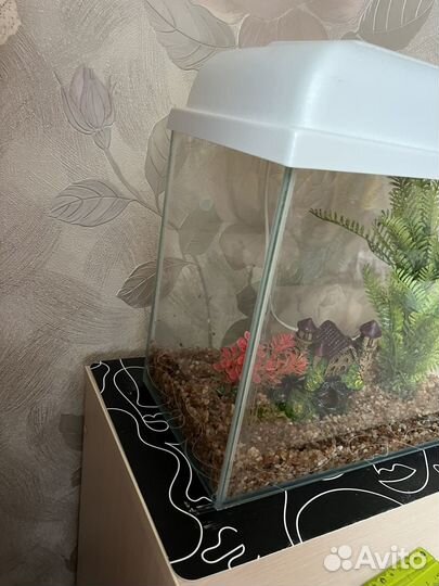 Аквариум на 20 литров