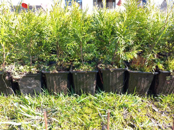 Туя смарагд