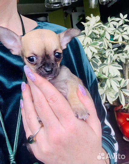 Ева -самая красивая мини чишечка