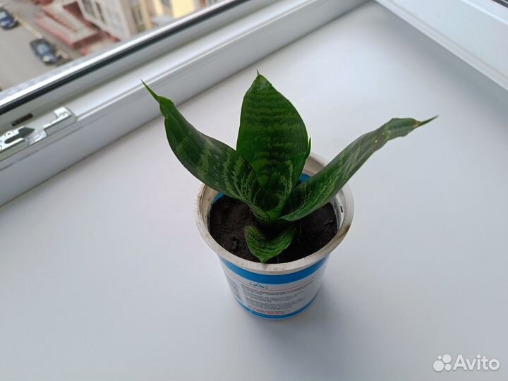 Сансевиерия (комнатное растение)