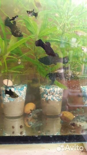 Набор аквауримиста