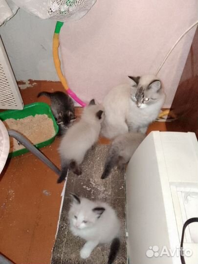 Невская маскарадная