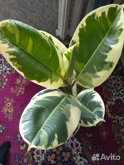 Фикус Эластика Тинеке