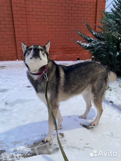 Собаке срочно нужен дом