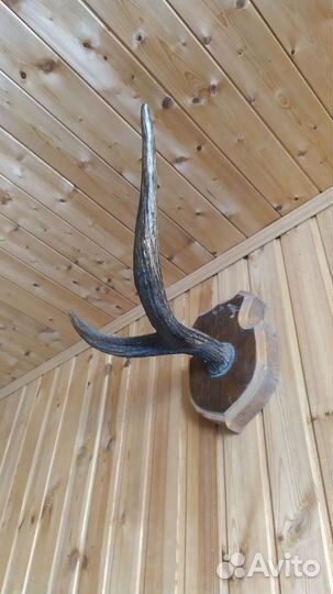 Рога на подставке