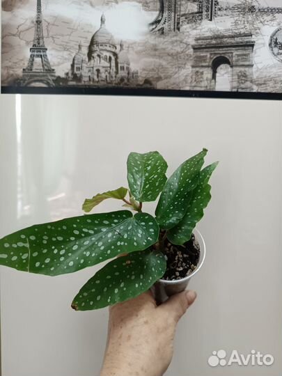 Бегония Кейн, цветы комнатные