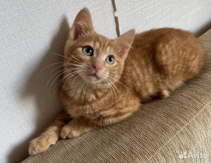 Солнечные котята в дар