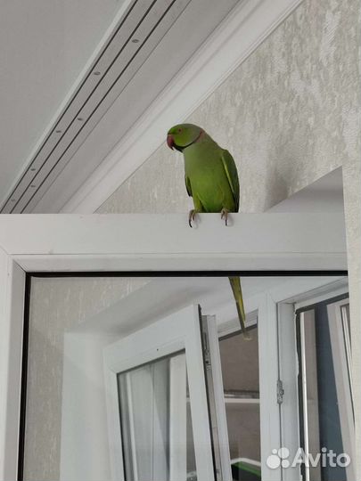 Ожереловый попугай вместе с клеткой