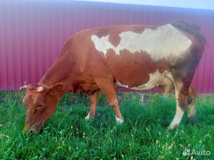 Корова дойная