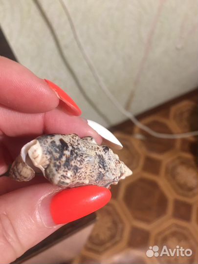 Морские ракушки