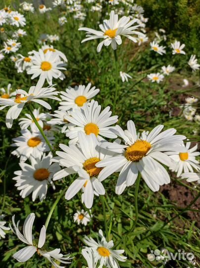 Герань, фикус, алоэ столетник, вера, хлорофитум