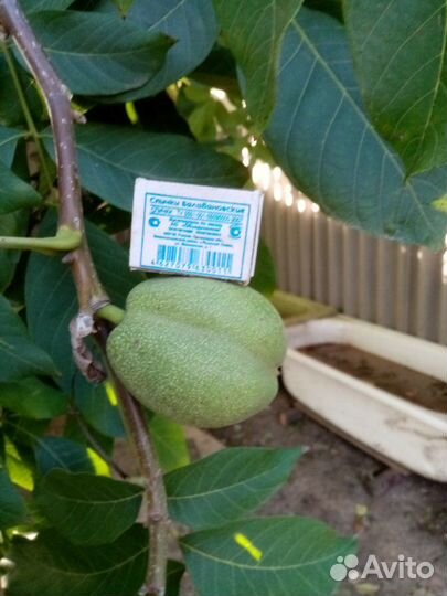 Саженцы грецкий орех сорт 