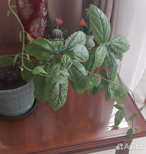 Клеродендрум томпсон