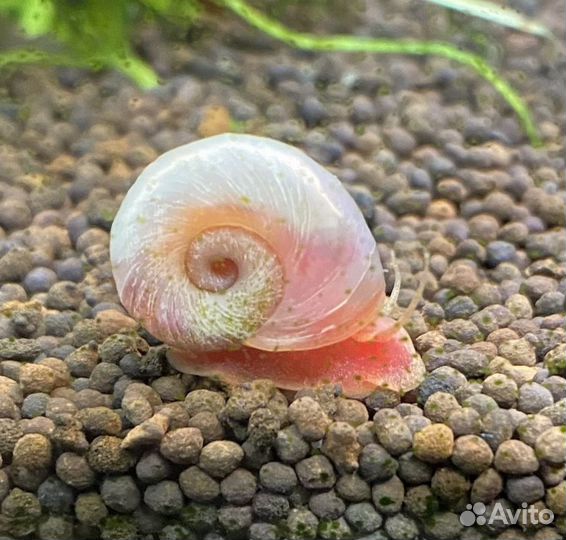 Голубые, розовые, леопардовые улитки