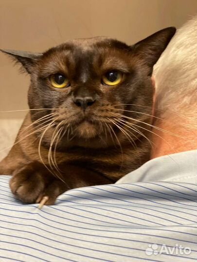 Вязка бурманский кот