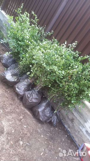 Кизильник блестящий