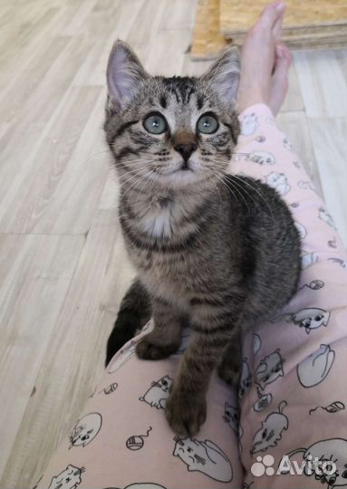 Котенок ищет дом