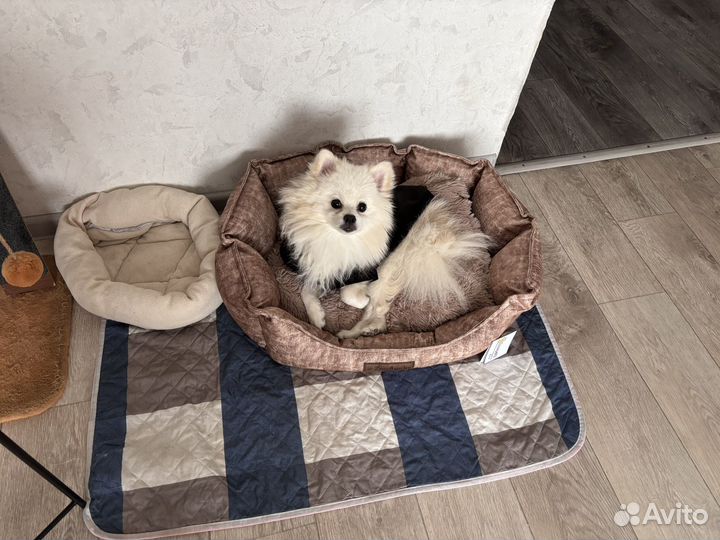 Вязка шпиц мальчик