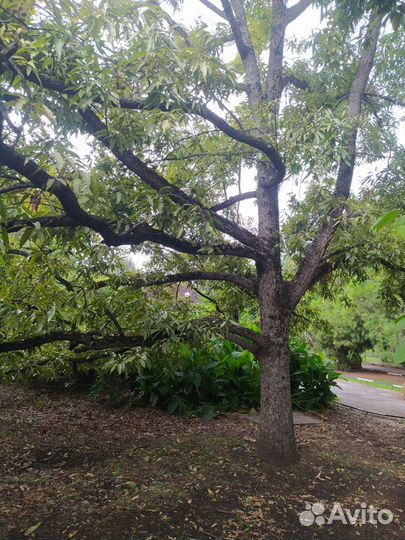 Дуб изменчивый/пробковый /сеянцы/саженцы/опт