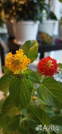 Комнатные цветы