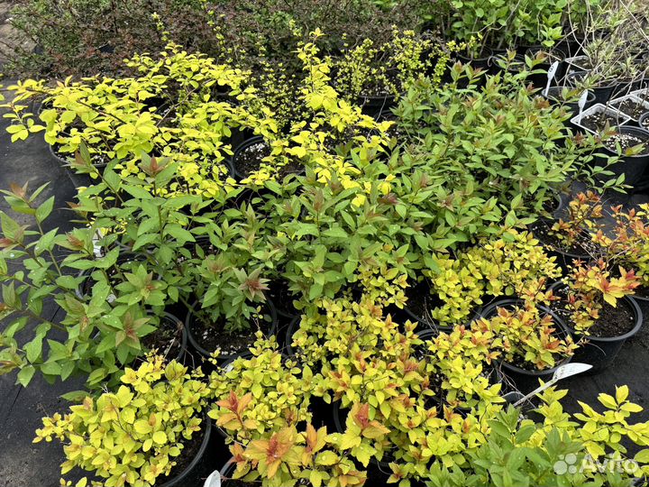 Декоративные растения