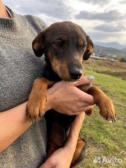 Щенок в добрые руки бесплатно