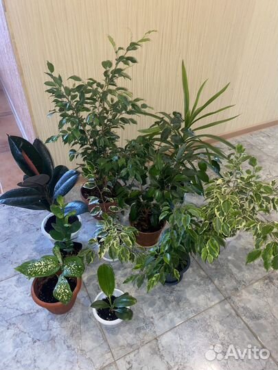 Фикусы бенджамина панданус комнатные растения