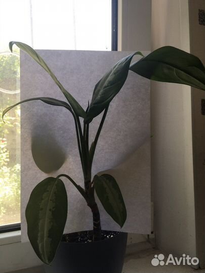 Аглаонема Патайя Бьюти