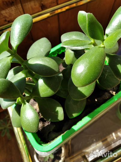 Комнатные растения