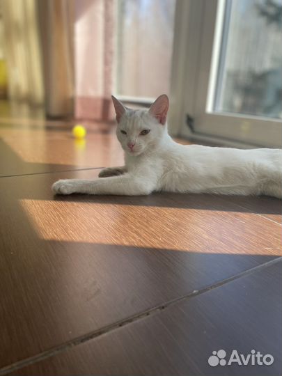 Кошка в дар