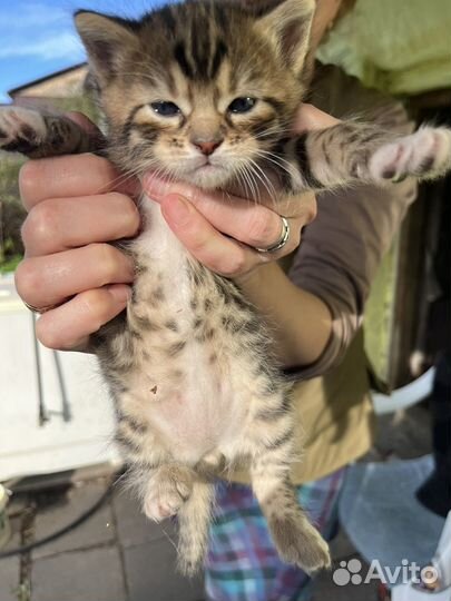 Бенгальская кошка бесплатно
