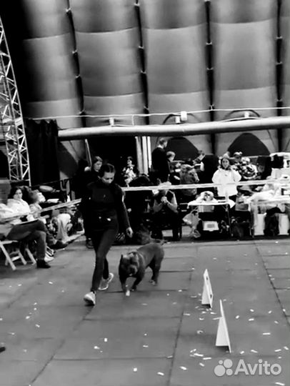 Хендлер, Инструктор по вязке, дрессировка