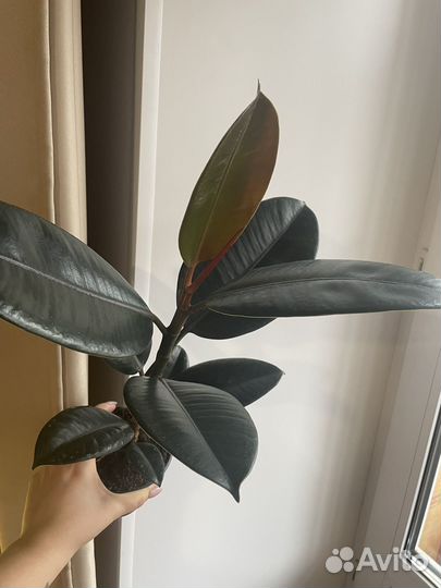 Фикус Тинеке и Абиджан